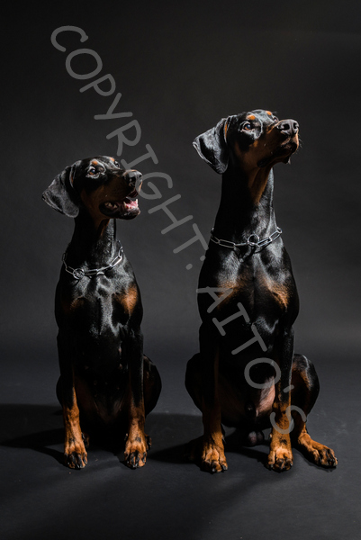1-Dobermannit-5078- (2)
